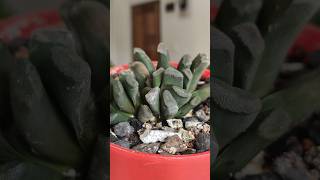 Haworthia Truncata Plant shorts succulent [upl. by Etteiram413]