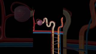 renal corpuscle structure and function nephron anatomy and physiology anatomy education biology [upl. by Assilac]