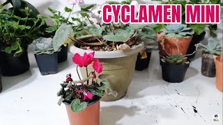 cyclamen miniatura cuidados chuyito jardinero [upl. by Roslyn233]