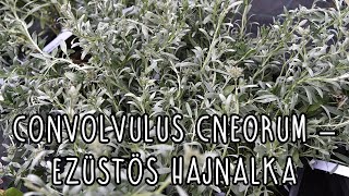 Convolvulus cneorum – Ezüstös hajnalka [upl. by Akiria317]