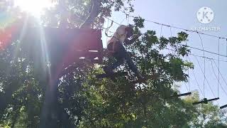 সিলেট ট্রি টপ এডভান্সার। Treetop advancer sylhet।treetopadventure sylhet india bangladesh [upl. by Lunetta]