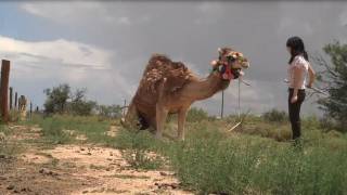 A Girl and Her Pet Camel [upl. by Armillda]