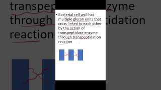 Betalactam Antibiotics Mechanism of Action [upl. by Cynthy680]