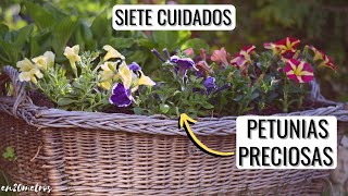 7 CUIDADOS CLAVE para PETUNIAS INCREÍBLES más floración y duración  en20metros [upl. by Ymorej]