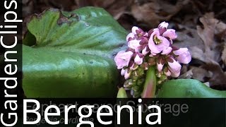 Bergenia cordifolia  Elephant Eared Saxifrage  Elephant Ears  Pig Squeak  How to grow Bergenia [upl. by Coumas]