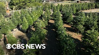 Christmas tree farm rents live trees every year [upl. by Herrick]