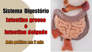 Intestino Delgado e Intestino Grosso  Sistema Digestório  Aula Prática [upl. by Sinylg]