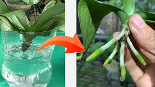 Just soak in this water the orchid roots will grow continuously [upl. by Gennie]