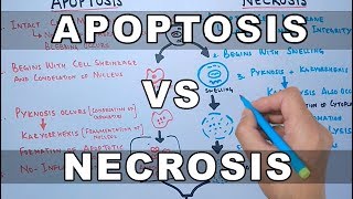 Apoptosis vs Necrosis [upl. by Samp235]