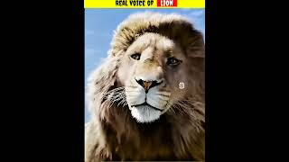 Lion Real Voice  Amazing Factz Shorts [upl. by Acissaj850]