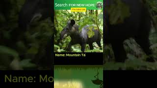 The Mountain Tapir the one species was roaming in wild for 30 million years wildlife ancient [upl. by Ereveniug]