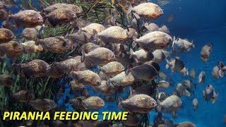 Piranha Feeding Time  Carp Gone in 2 Minutes [upl. by Kelley985]