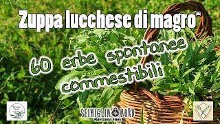 60 erbe spontanee commestibili elenco piante ad uso alimentare [upl. by Omoj463]