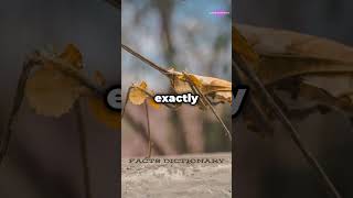 Animals With Incredible Camouflage shortvideo factsvideo animalfacts camouflage gekko [upl. by Kippar]