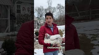 What You Don’t Know About Winter Chicken Care [upl. by Ynned918]