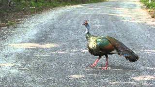 Ocellated Turkey Display [upl. by Stoecker]