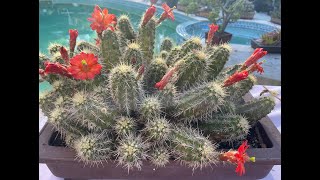 Echinocereus triglochidiatus from Southwest United States  Episode 69 [upl. by Naujet]