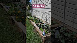 FALL Garden Update garden fall fallgarden vegetables growyourownfood youtubeshorts [upl. by Aisenet]