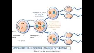 SVT  cours  La transmission du programme génétique de génération en génération [upl. by Eiramenna]