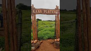 Kaas pathar satara 2024  kaas plateau  🌺 kaasplateau kaaspathar satara maharashtra travel [upl. by Learsi]