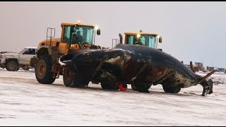 Inupiat Life Barrow Alaska Bowhead Whale Harvest October 5 2014httpsyoutubeAfGHDo6btc 712 [upl. by Brnaby551]