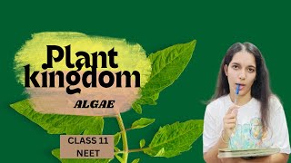 ALGAE  PLANT KINGDOM CLASS 11 NEET [upl. by Ahsiened]