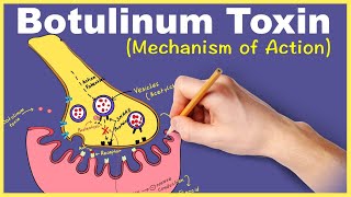 Botulinum Toxin Mechanism of Action [upl. by Aliekat267]