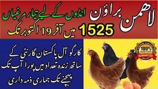 Lohmann Brown Framing in Pakistan  Poultry Ideas 03336624692 [upl. by Kalin140]