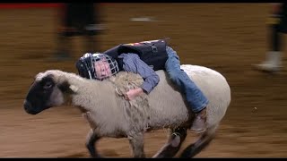 Mutton Bustin Highlights  San Antonio Rodeo  Feb 13 2024 [upl. by Inaffyt]