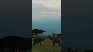 Elephants in Love HeartShaped Moment with Mount Kilimanjaro wildlife africansafari [upl. by Shoshanna224]