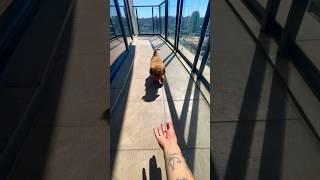 Toy Poodle playing on Balcony 😍 [upl. by Adaval839]