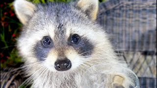 Baby Raccoon Eats Walnuts  Funny Raccoon Videos [upl. by Animor]