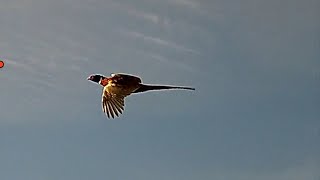 2023 Montana Pheasant Opener  KOL 216 shotkam pheasant montana [upl. by Ettelrahc]