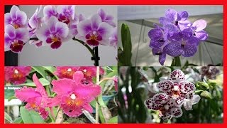 ORQUÍDEAS ➜ A Maneira Mais Fácil de Cuidar Orquideas  APRENDA COMO CULTIVAR [upl. by Lavicrep]