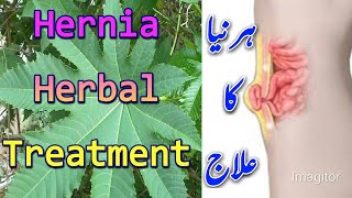 Hernia Treatment Herbal herniatreatment herniakailaj [upl. by Zetroc]