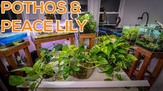 BEST HOUSE PLANTS FOR AQUARIUMS [upl. by Pinelli779]