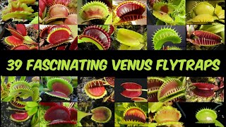 39 Fascinating Venus Flytrap VarietiesWith FactsCarnivorous [upl. by Nylodam812]