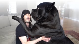 10 Questions for a Cane Corso Owner [upl. by Healion768]