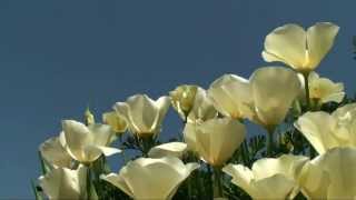 Eschscholzia californica Alba White California Poppy blooming  פרג קליפורניה אלבה פורח [upl. by Luce]