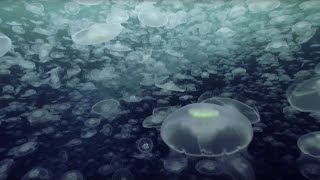 Open Ocean 10 Hours of Relaxing Oceanscapes  BBC Earth [upl. by Ettedo]