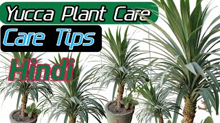 Yucca Plant Care In Hindi l How To Propagate Yucca Plant Free Garden [upl. by Hepzi262]