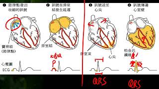 10601高三選修生物ch5 2 04心音與心電圖三捷 [upl. by Nerhe]