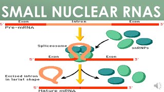 Small Nuclear RNAs sn RNA [upl. by Yrrehs]