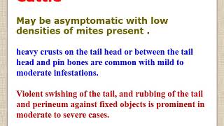 chorioptic and demodectic mange lecture for vet students [upl. by Aliak559]