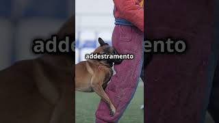 Il malinois malinois belgio cane dog youtubeshorts perte foryou dogshorts doglife doglover [upl. by Spooner301]