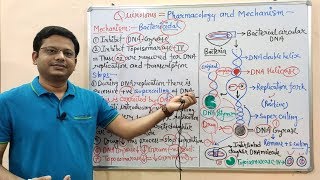 Chemotherapy of Antibiotics Part14 Quinolones Introduction amp Mechanism of Action  Antibiotics [upl. by Notse130]