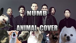 Linkin Park  Numb Animal Cover [upl. by Siraf]