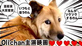 芸術家大賞受賞ノミネート作品Olichan初主演短編映画「なんかこわいわん…」いよいよ開幕です！！ [upl. by Eioj287]