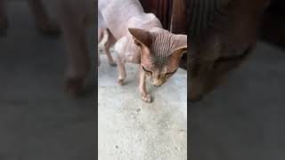 Funny sphynx cat named Bug cute sphynx cat [upl. by Nilatak]