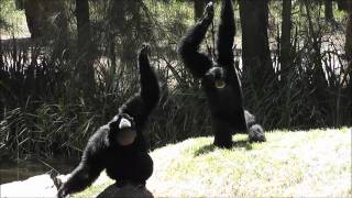 Siamang Gibbons at Dubbo Zoo [upl. by Wehttam543]